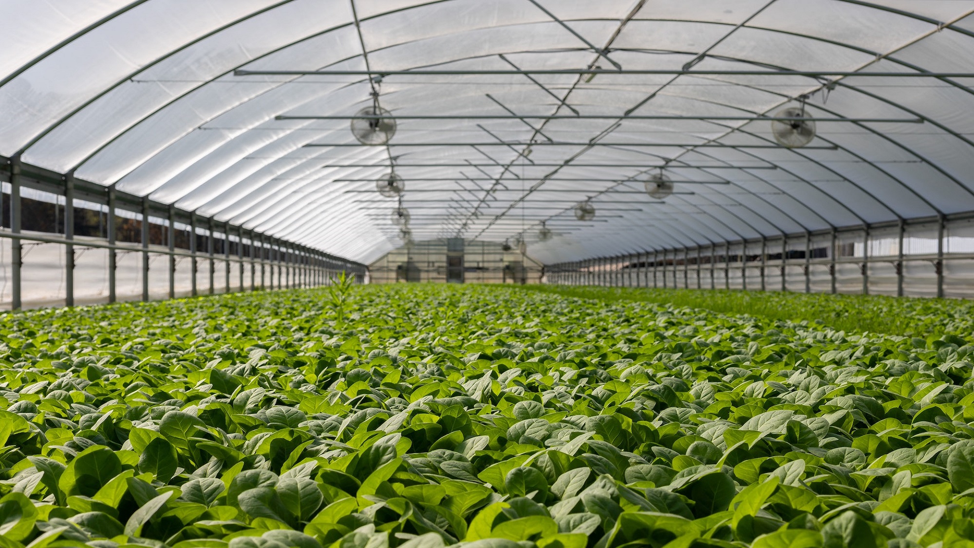 Couple sitting together on couch looking at laptop